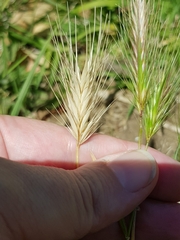 Hordeum