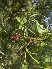 Passiflora cinnabarina