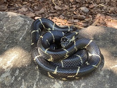Lampropeltis getula