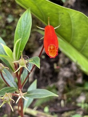 Seemannia sylvatica