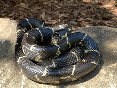 Lampropeltis getula