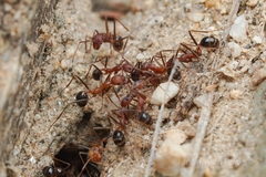 Novomessor albisetosus