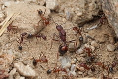 Novomessor albisetosus