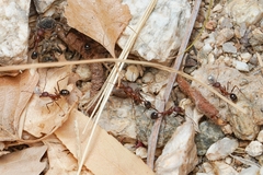 Novomessor albisetosus