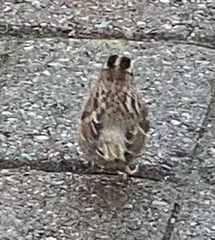 Zonotrichia albicollis