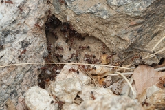 Novomessor albisetosus