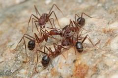 Novomessor albisetosus