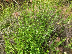 Gonocarpus micranthus