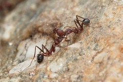 Novomessor albisetosus