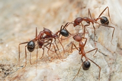 Novomessor albisetosus