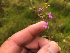 Stylidium debile