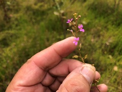 Stylidium debile