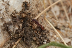 Neivamyrmex nigrescens