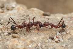 Neivamyrmex nigrescens