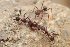 Neivamyrmex nigrescens