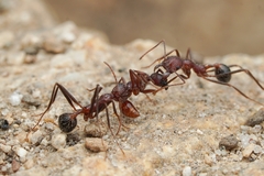 Neivamyrmex nigrescens