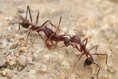 Neivamyrmex nigrescens