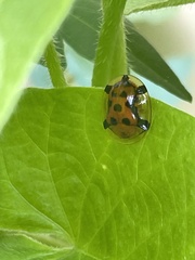 Aspidimorpha westwoodi