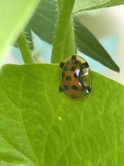 Aspidimorpha westwoodi