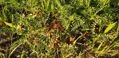Astragalus crassicarpus