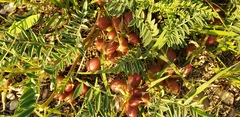 Astragalus crassicarpus