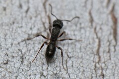 Rhytidoponera victoriae