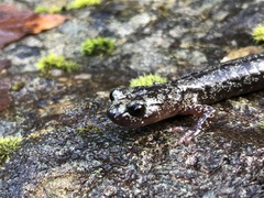 Aneides vagrans