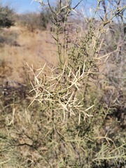 Koeberlinia spinosa