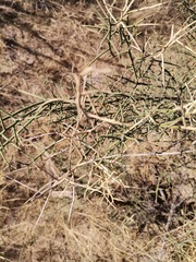 Koeberlinia spinosa