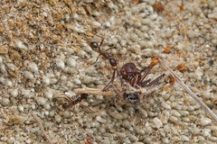 Pheidole portalensis