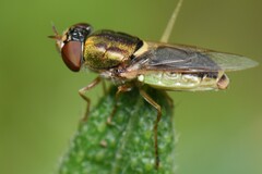 Odontomyia decipiens