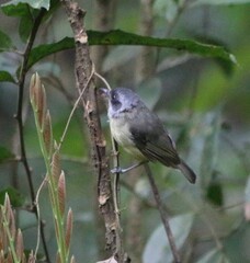 Dysithamnus mentalis