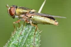 Odontomyia decipiens
