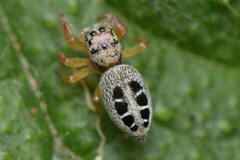 Opisthoncus sexmaculatus