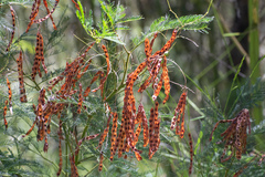 Acacia decurrens