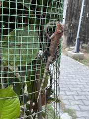 Calotes versicolor