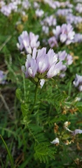 Astragalus agrestis
