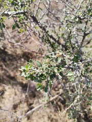 Condalia correllii