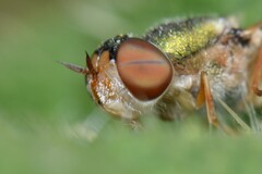 Odontomyia decipiens