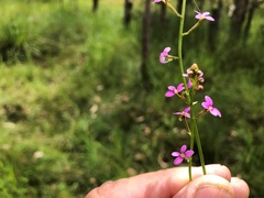 Stylidium debile