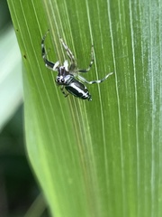 Cosmophasis micarioides