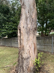 Eucalyptus tereticornis