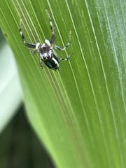 Cosmophasis micarioides