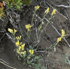 Physaria arenosa