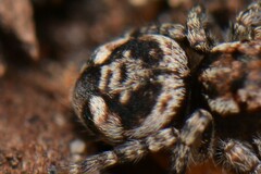 Maratus plumosus