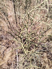 Koeberlinia spinosa