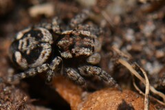 Maratus plumosus