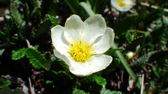 Dryas hookeriana