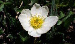 Dryas hookeriana