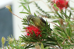 Nectarinia famosa